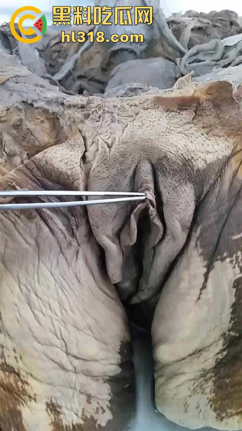 真实西藏密宗法器“肉莲花”，少女被108罗汉轮奸后，五毒侵蚀九蒸九炼，活体切割才可肉莲大成！-8